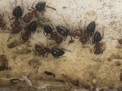 Crematogaster schmidti