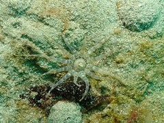 Peachia cylindrica