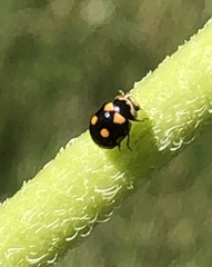 Brachiacantha decempustulata