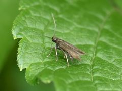 Monochroa tenebrella