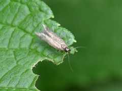 Monochroa tenebrella