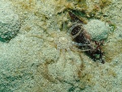 Peachia cylindrica