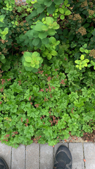 Geranium macrorrhizum