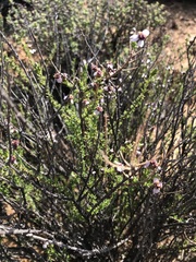 Eriocephalus purpureus