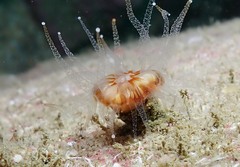 Caryophyllia smithii