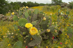 Opuntia pyrocarpa