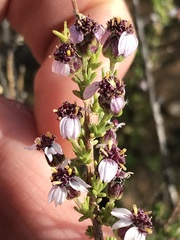 Eriocephalus purpureus