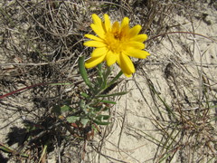 Senecio crassiflorus