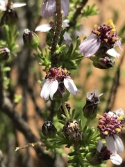 Eriocephalus purpureus