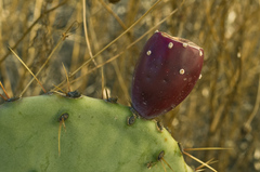 Opuntia pyrocarpa
