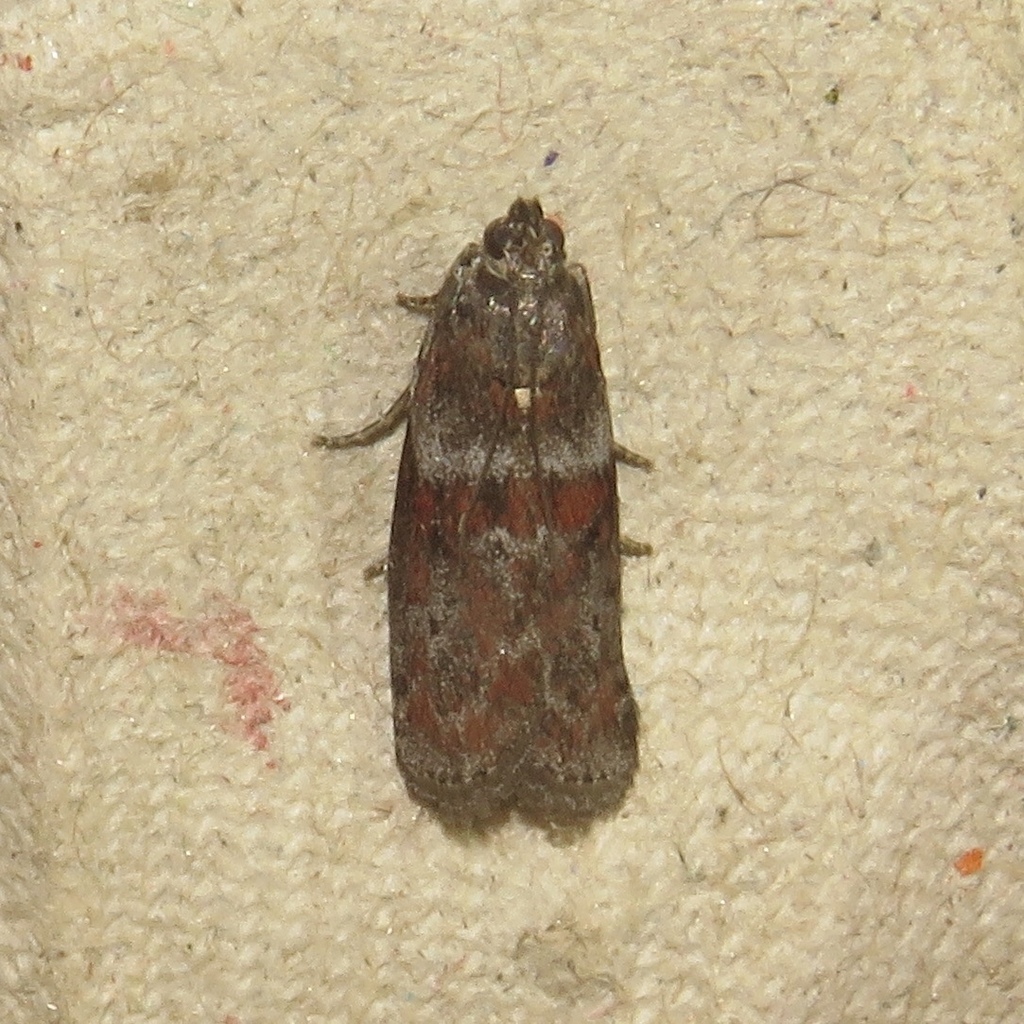 Willow Gall Inquiline Moth
