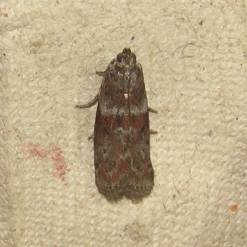 Willow Gall Inquiline Moth