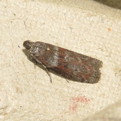 Sciota carneella