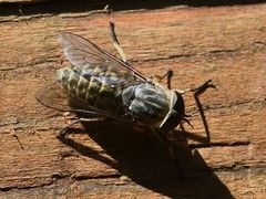 Tabanus bromius