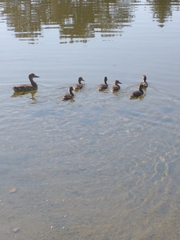 Anas platyrhynchos