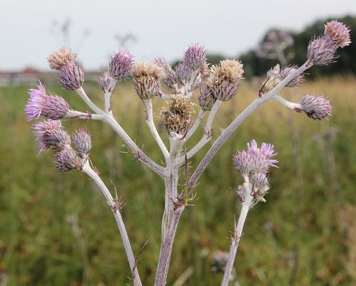Cirsium brachycephalum Jur.