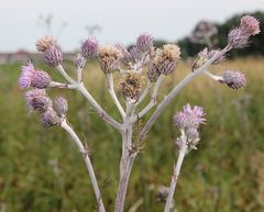 Cirsium brachycephalum