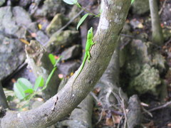 Anolis callainus