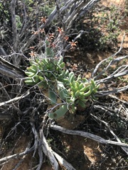 Tylecodon reticulatus