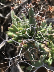 Tylecodon reticulatus
