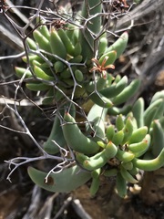 Tylecodon reticulatus