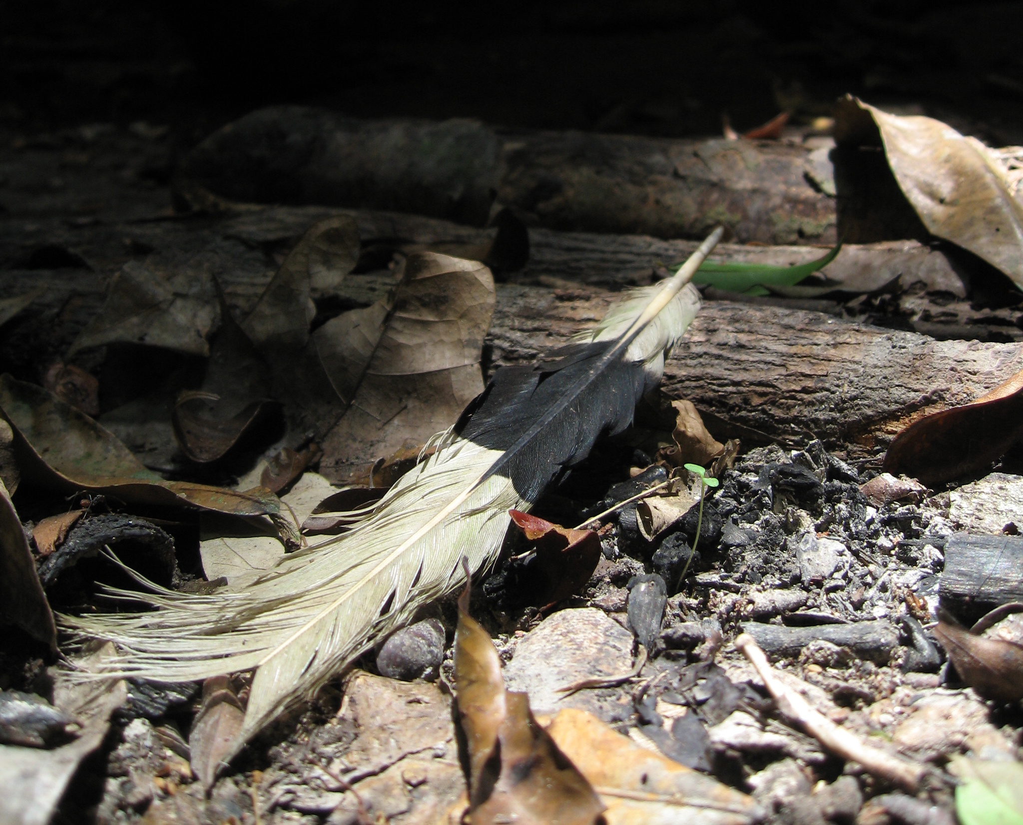 Brown-cheeked Hornbill (Bycanistes cylindricus), photo 7