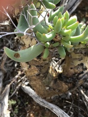 Tylecodon reticulatus