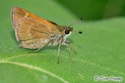 Crossline Skipper (Denver-Boulder Metro Area: Butterflies And Moths ...