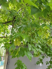 Acer negundo