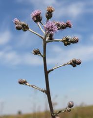 Cirsium brachycephalum