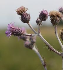 Cirsium brachycephalum
