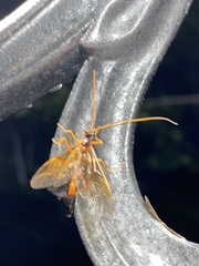 Opheltes glaucopterus barberi