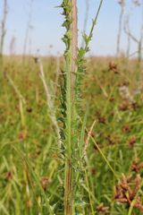 Cirsium brachycephalum