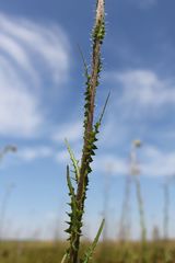 Cirsium brachycephalum