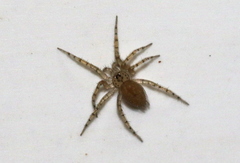 Oecobiidae