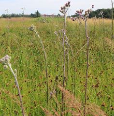 Cirsium brachycephalum