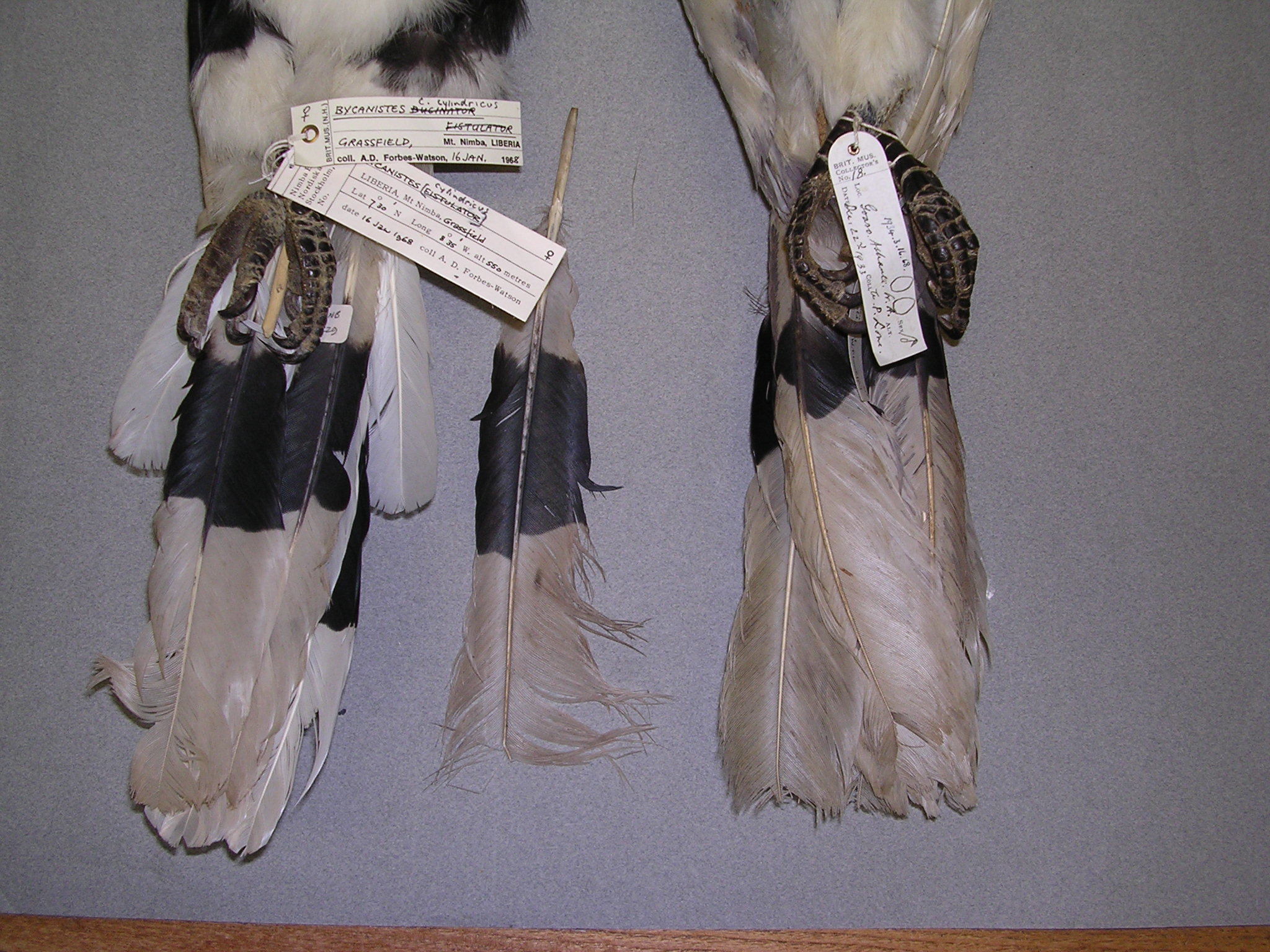 Brown-cheeked Hornbill (Bycanistes cylindricus), photo 8