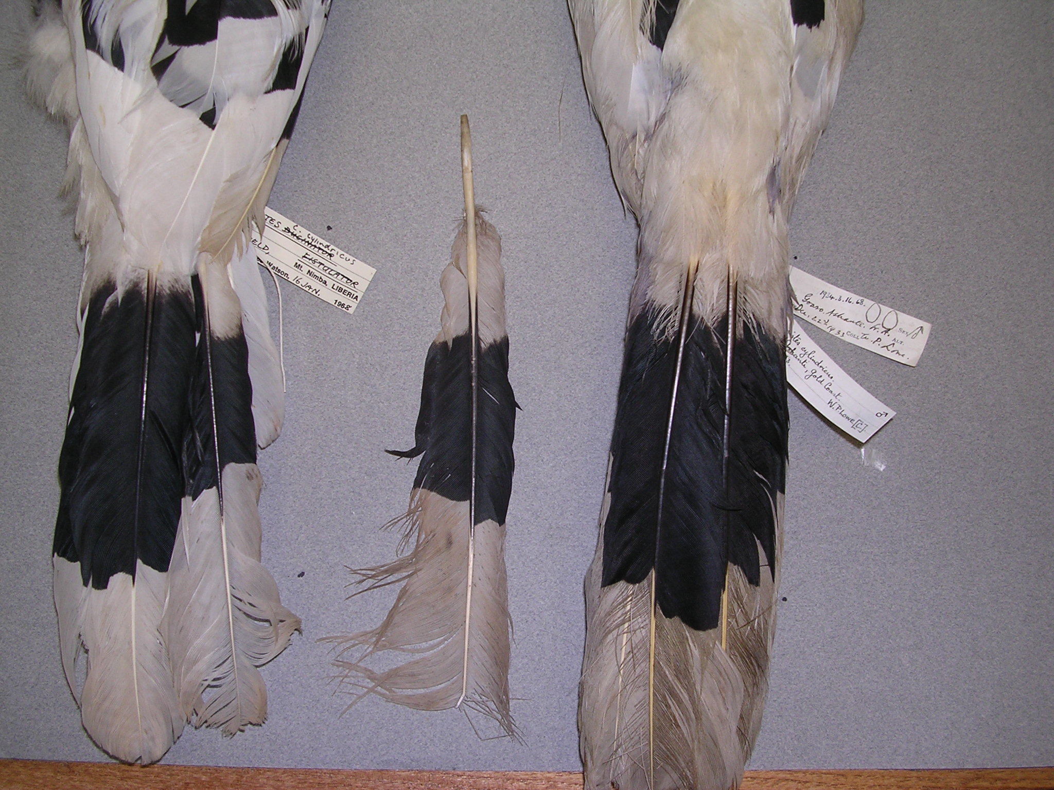 Brown-cheeked Hornbill (Bycanistes cylindricus), photo 9