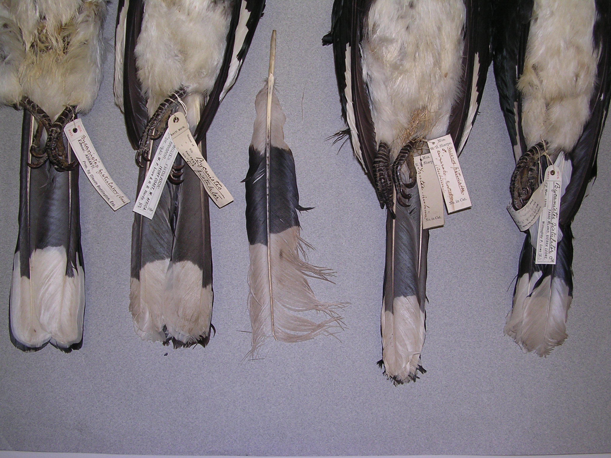 Brown-cheeked Hornbill (Bycanistes cylindricus), photo 10