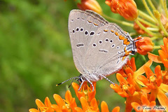 Satyrium acadica