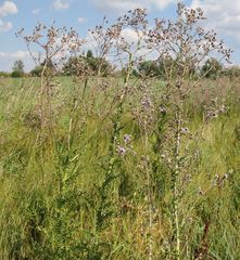 Cirsium brachycephalum