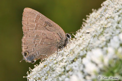 Satyrium caryaevorus