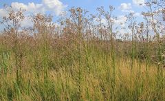 Cirsium brachycephalum