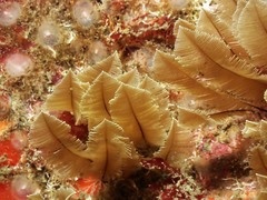 Gymnangium montagui