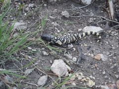 Heloderma horridum