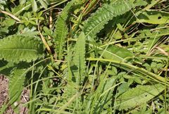 Cirsium brachycephalum