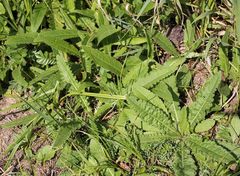 Cirsium brachycephalum