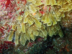 Gymnangium montagui