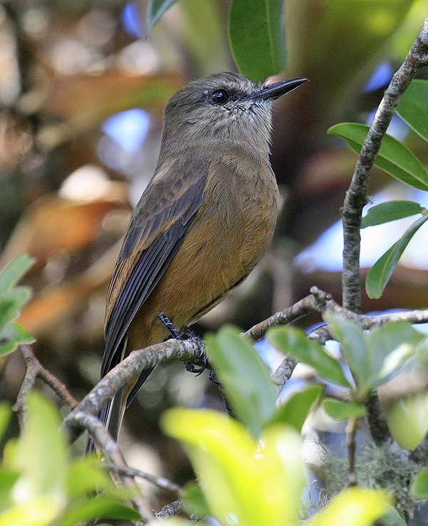 Santa Marta Bush-Tyrant (Myiotheretes pernix) photo