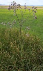 Cirsium brachycephalum